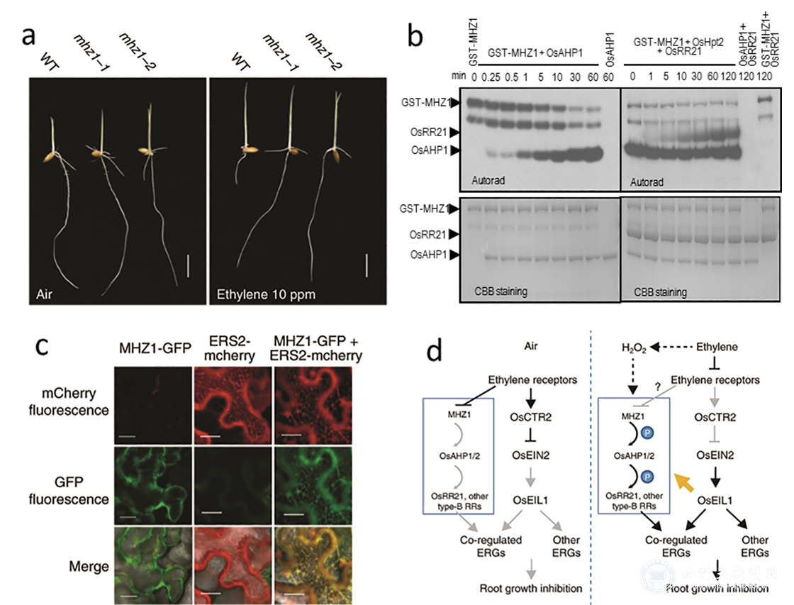 1590049422160555.jpg 万向元-2.jpg